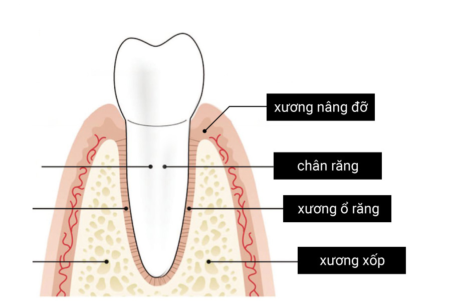 Hình ảnh trực quan xương ổ răng